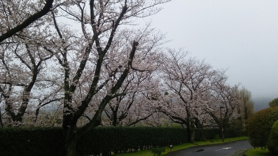 福岡女子商入学式