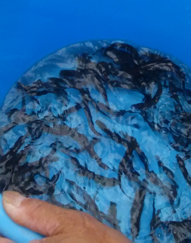 アユの稚魚放流と自衛隊防災研修